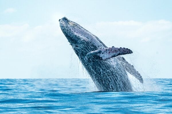 The Majesty of Whales in Port Stephens