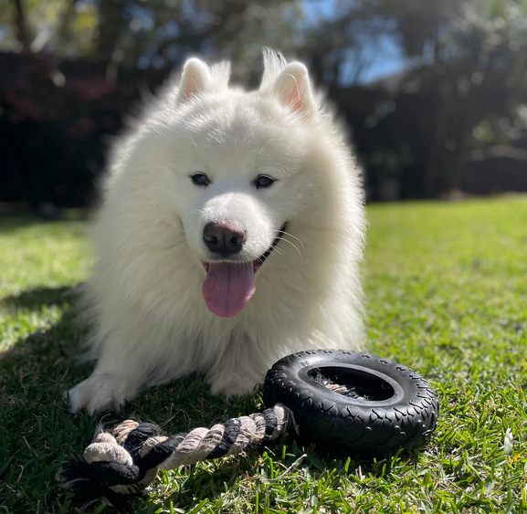 Pet-Friendly Place