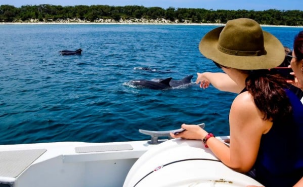 See Dolphins and Whales