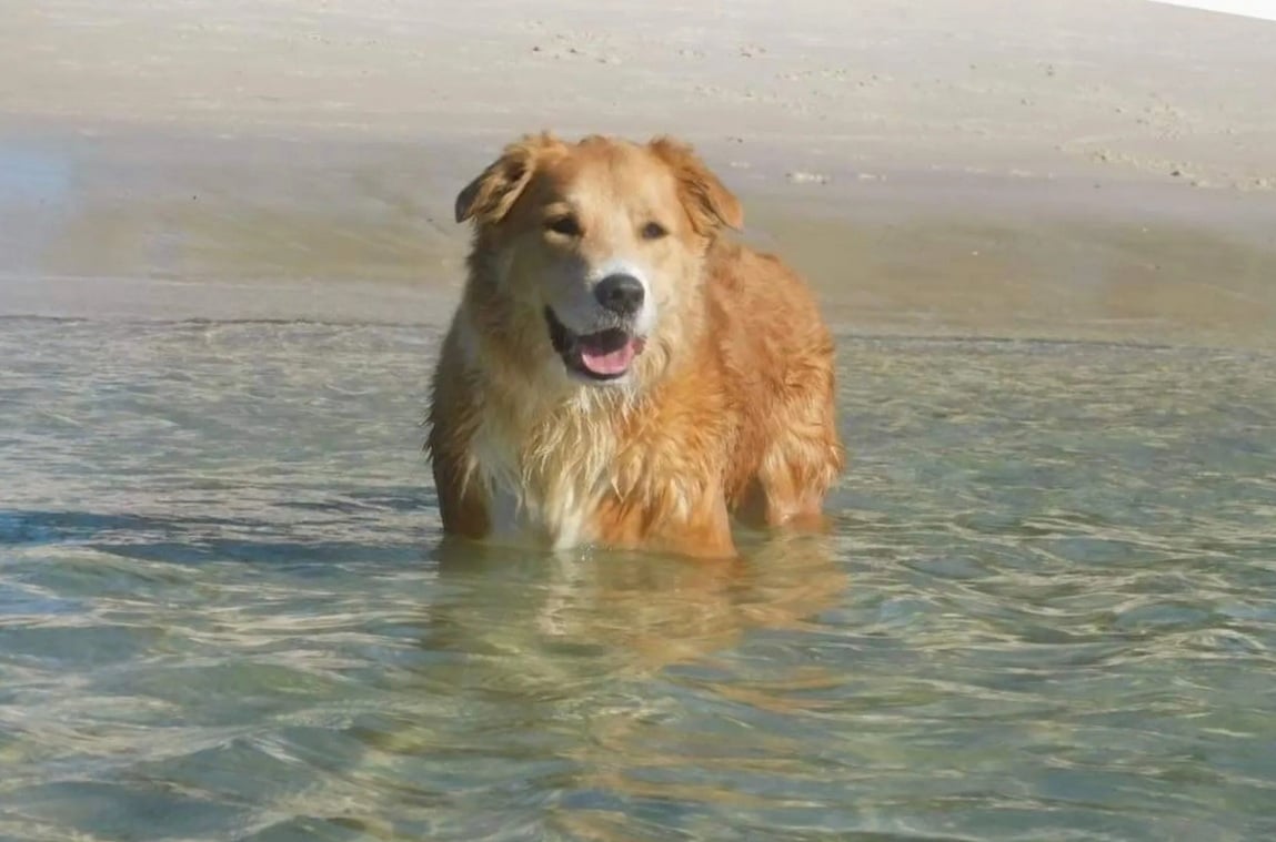 Pet-friendly accomodation