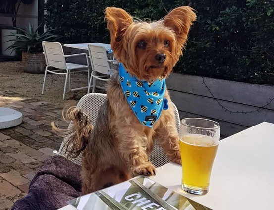 Cheeky Dog Bar